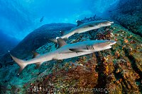 Whitetip Pair, Socorro, Mexico