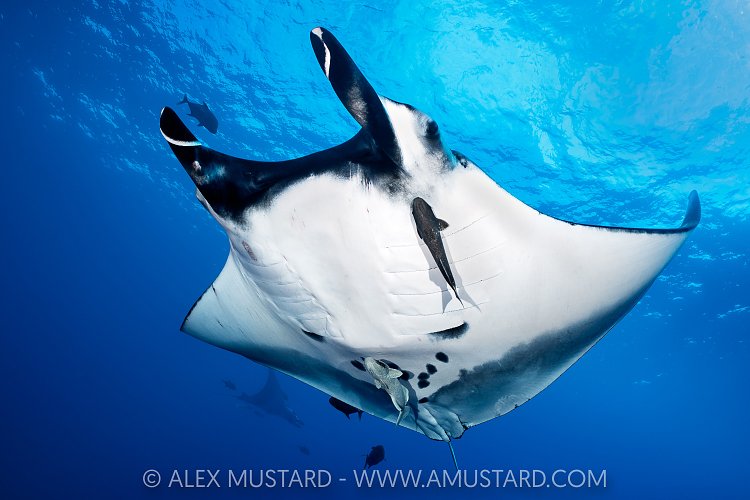 Manta Pair, Socorro, Mexico
