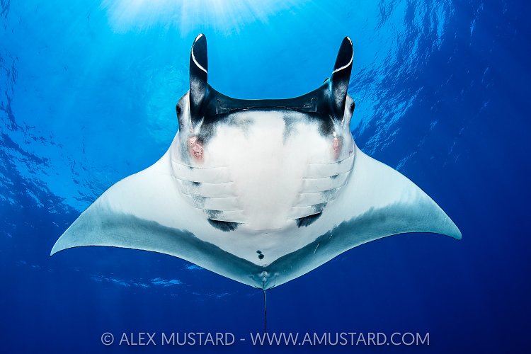 Manta Portrait, Socorro, Mexico