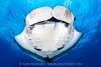 Manta Portrait, Socorro, Mexico