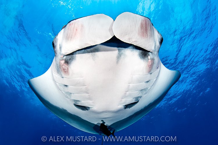 Manta Portrait, Socorro, Mexico