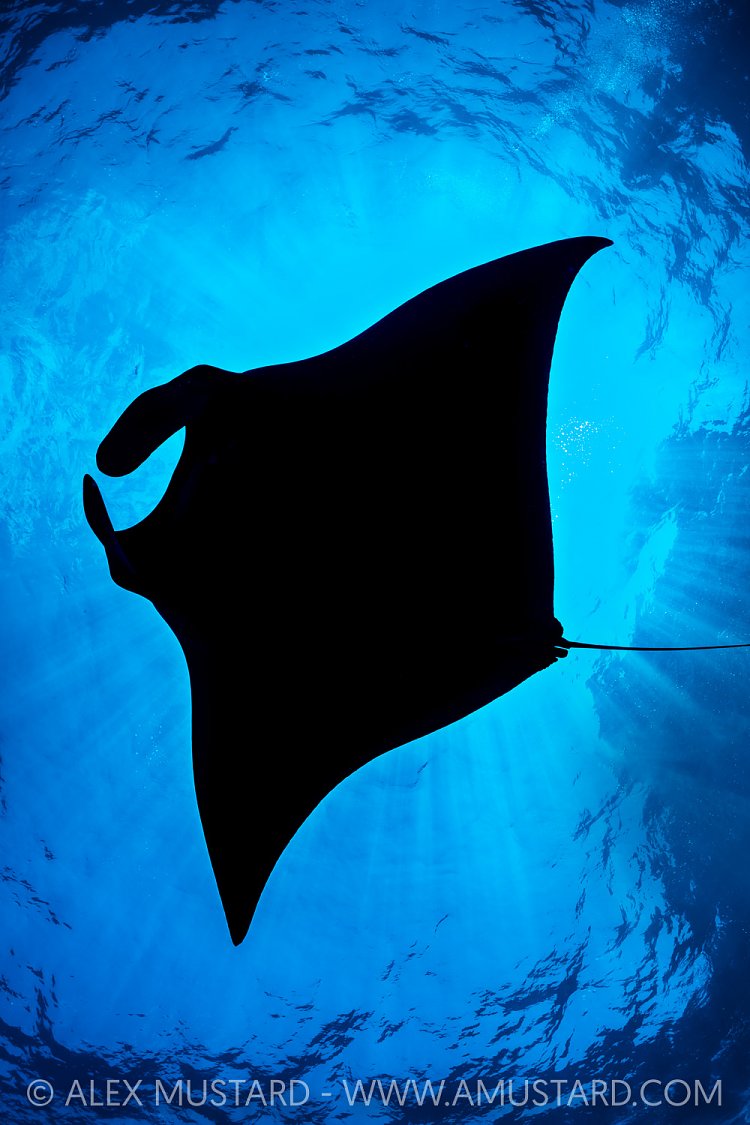 Manta Silhouette, Socorro, Mexico