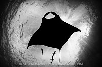 Manta Silhouette, Socorro, Mexico