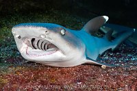 Shark Yawn,  Socorro, Mexico