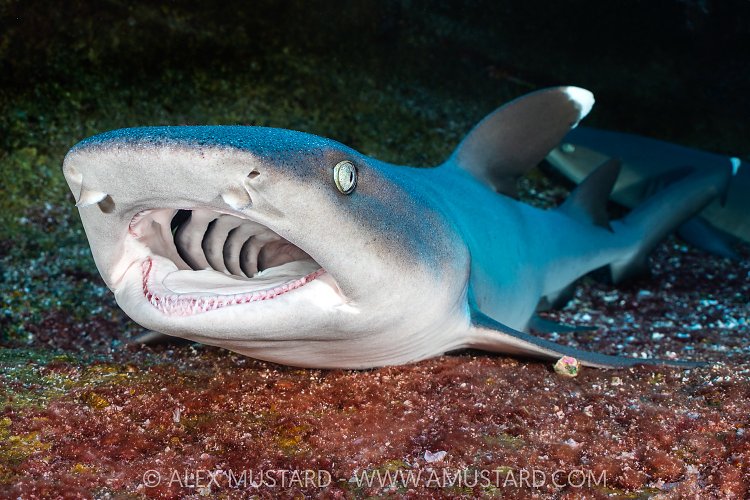 Shark Yawn,  Socorro, Mexico