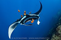 Manta Being Cleaned By Angelfish, Socorro, Mexico