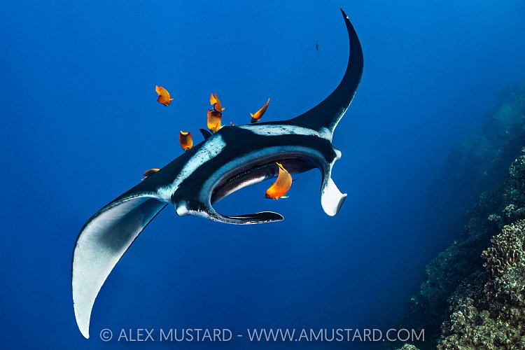 Manta Being Cleaned By Angelfish, Socorro, Mexico