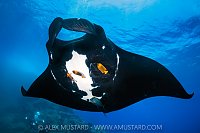 Manta Being Cleaned By Angelfish, Socorro, Mexico