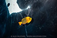 Manta Being Cleaned By Angelfish, Socorro, Mexico