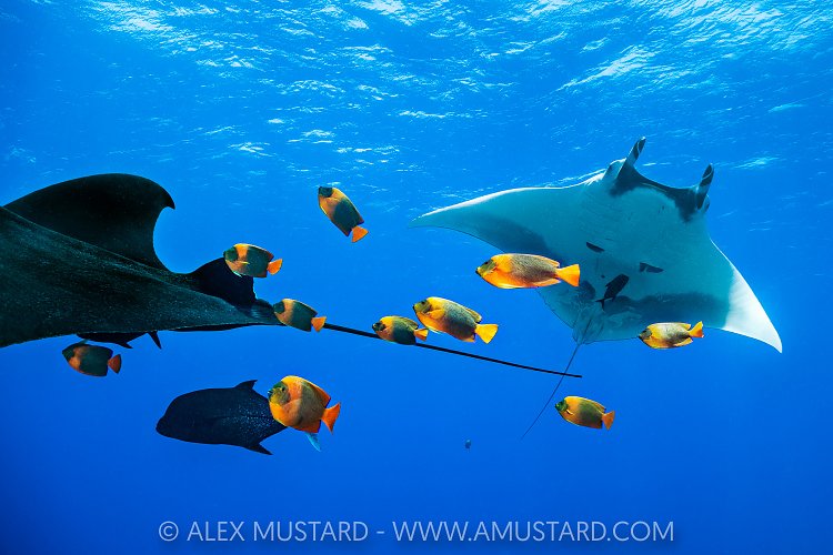 Manta Being Cleaned By Angelfish, Socorro, Mexico