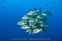 School Of Burrito Grunts, Socorro, Mexico