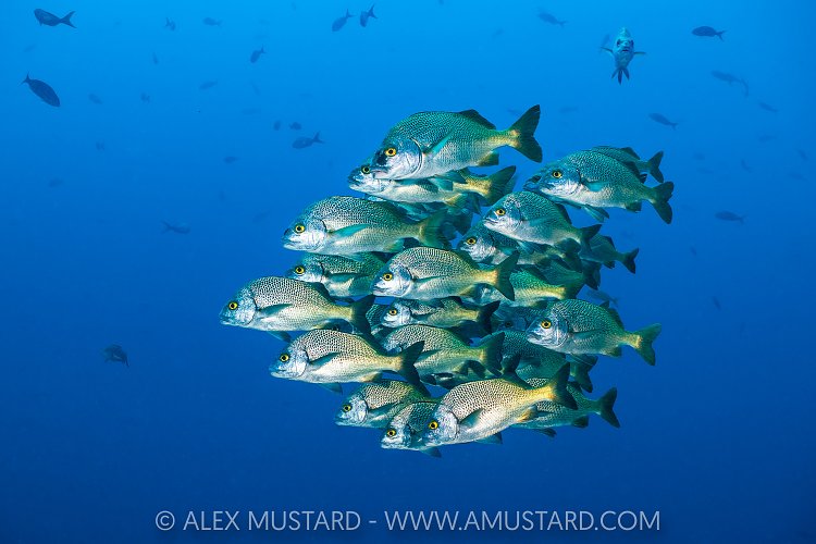 School Of Burrito Grunts, Socorro, Mexico