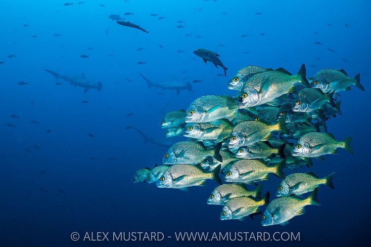 School Of Burrito Grunts With Hammerheads, Socorro, Mexico