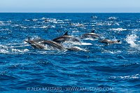 Dolphin Super Pod, Mexico