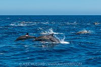 Dolphin Super Pod, Mexico