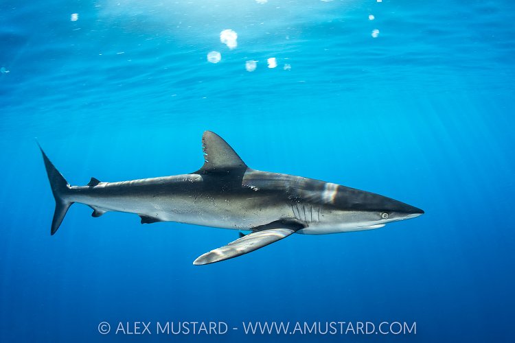 Silky Shark Portrait, Mexico