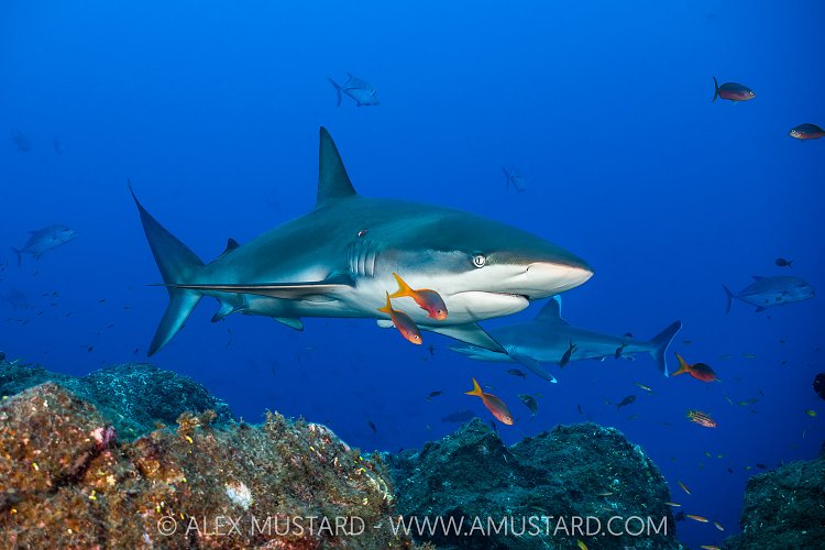 Galapagos Shark, Mexico