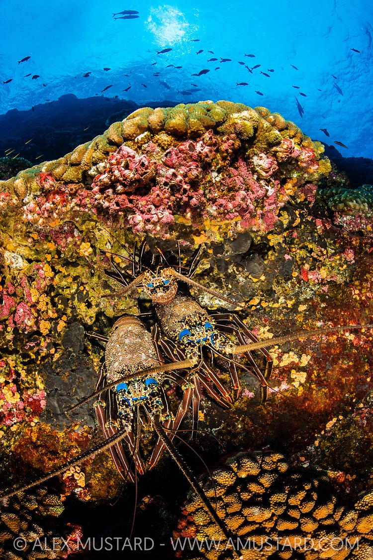 Spiny Lobsters, Mexico