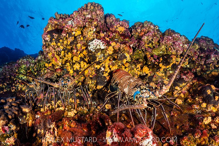 Spiny Lobsters, Mexico