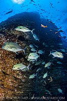 School Of Black Jacks, Mexico