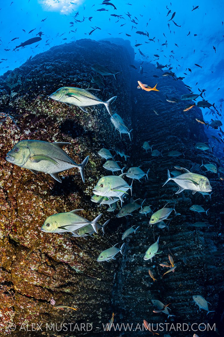 School Of Black Jacks, Mexico