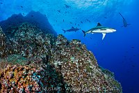 Silvertips Circling, Mexcio