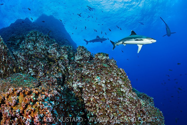 Silvertips Circling, Mexcio