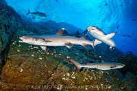Whitetips On The Move, Mexico