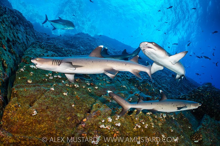 Whitetips On The Move, Mexico