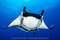 Manta Portrait, Mexico