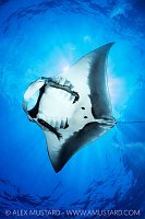 Manta From Below, Mexico