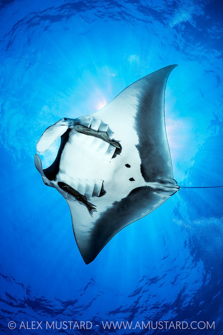 Manta From Below, Mexico