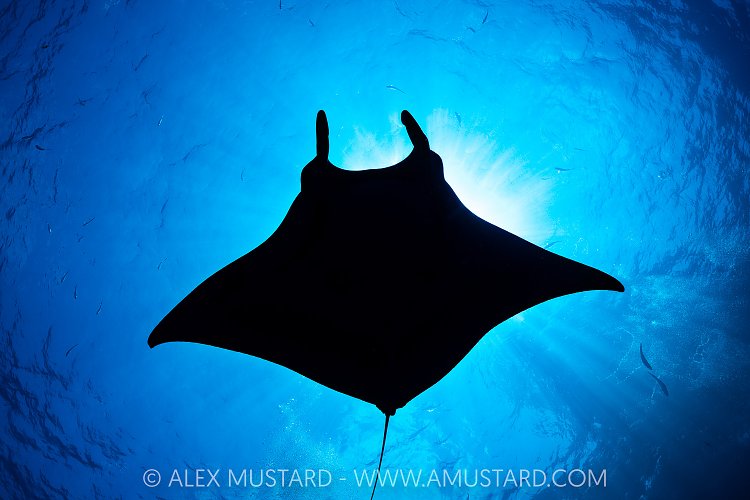 Manta Silhouette, Mexico