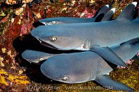 Resting Sharks, MExico