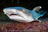Whitetip Shark Portrait, Mexico