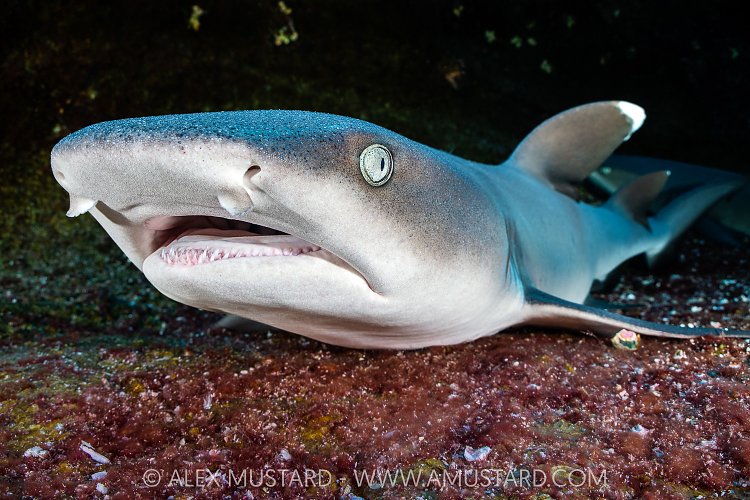 Whitetip Shark Portrait, Mexico