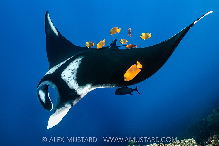 Manta Being Cleaned, Mexico