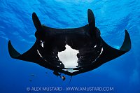 Manta And Angelfish, Mexico