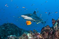 Silvertip Shark, Mexico