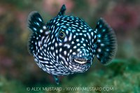 Puffer Portrait, Mexico