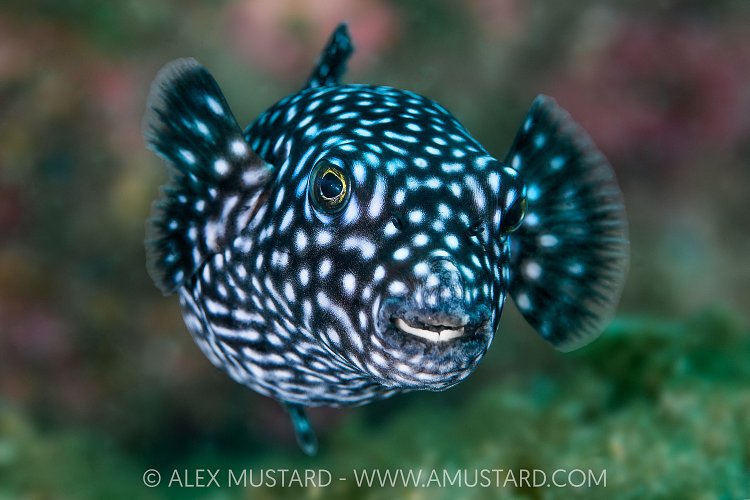 Puffer Portrait, Mexico