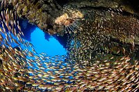 Lionfish Hunting, Egypt