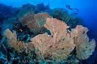 Diver Over Fans, Egypt