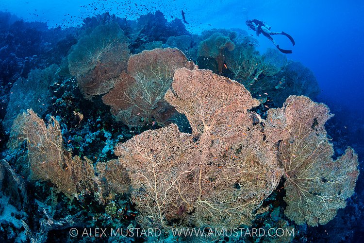 Diver Over Fans, Egypt
