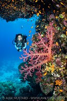Soft Coral With Diver, Egypt