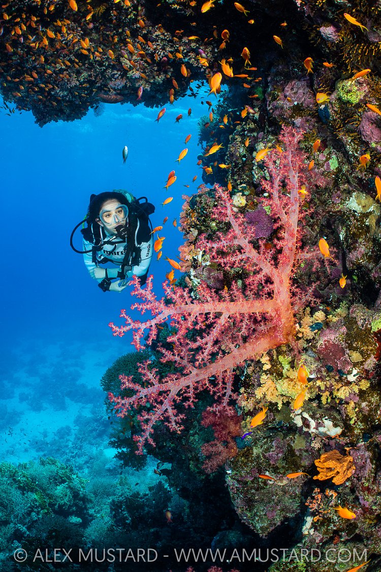 Soft Coral With Diver, Egypt