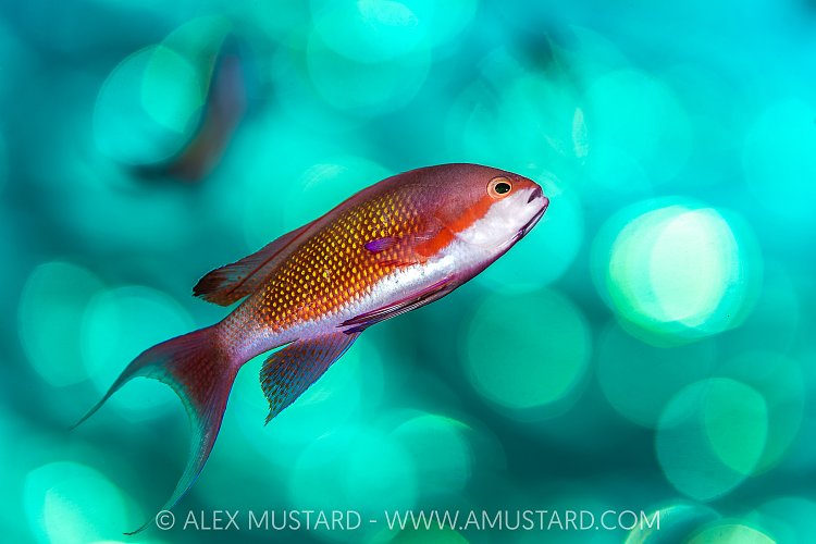 Anthias Sunset, Egypt
