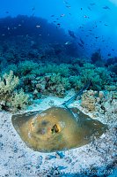 Resting Stingray, Egypt