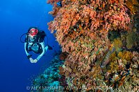 Diving The Reef, Egypt