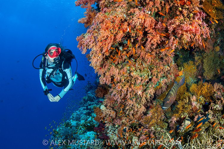 Diving The Reef, Egypt